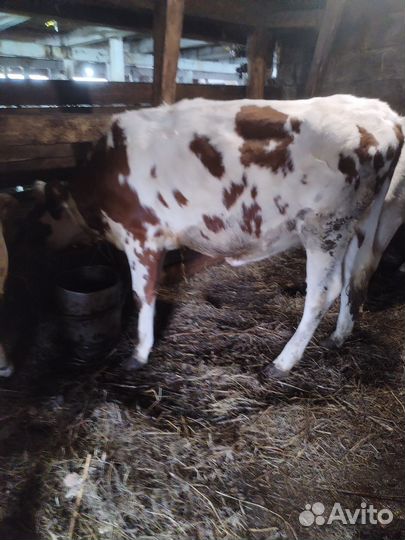 Продажа телят