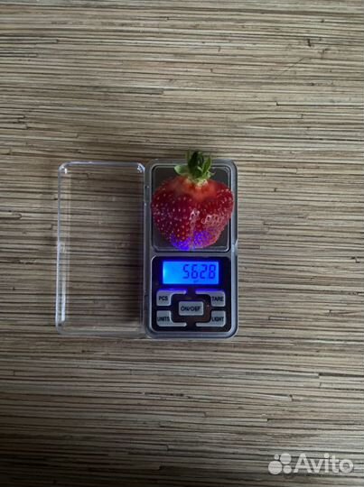 Рассада клубники