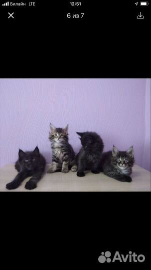 Кот мейн-кун вязка