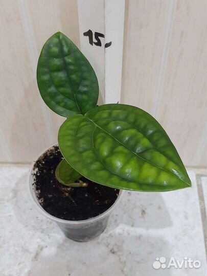 Филодендрон, Монстера, Панданус