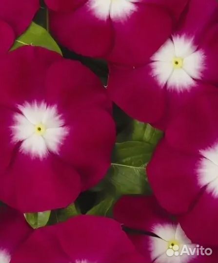 Катарантус