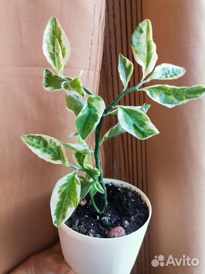 Красивые растения в горшочках