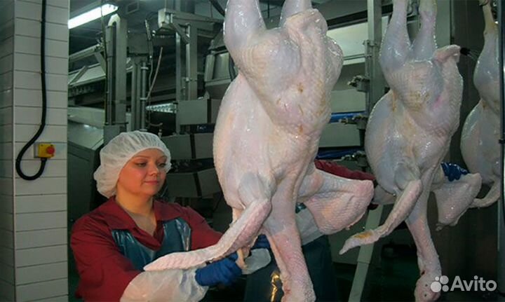 Обработчик птицы (индейка) /Вахта г. Шахты