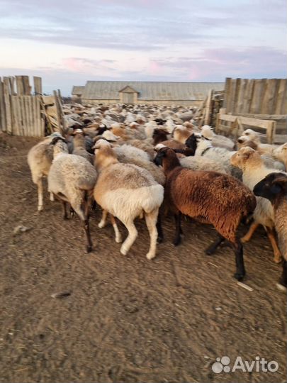 Овцы