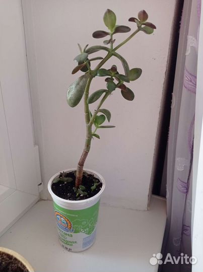 Толстянка(денежное дерево)