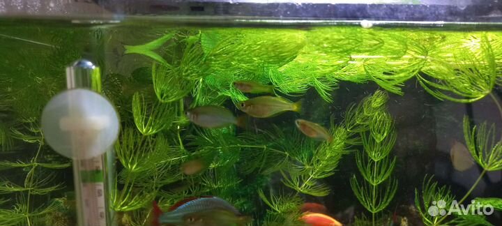 Радужница неоновая