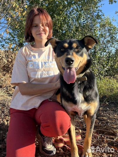 Замечательная собака из приюта