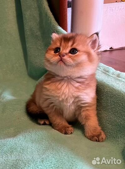 Кошечки золотая шиншилла