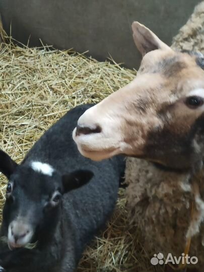 Продам ягнят и овец романовской породы