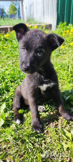 Щенок девочка 1,5 месяца