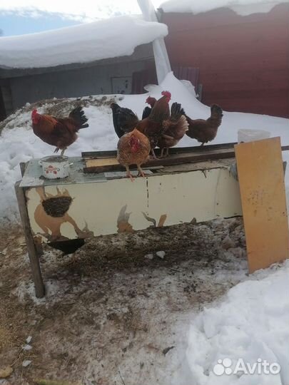 Петухи породы доминант