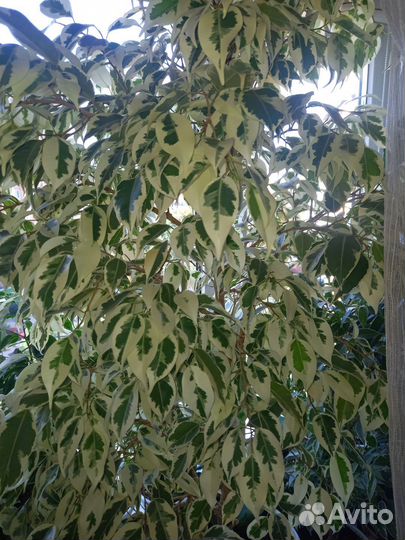 Фикус де гантель