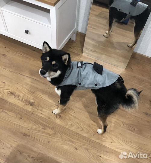 Шлейка для собак