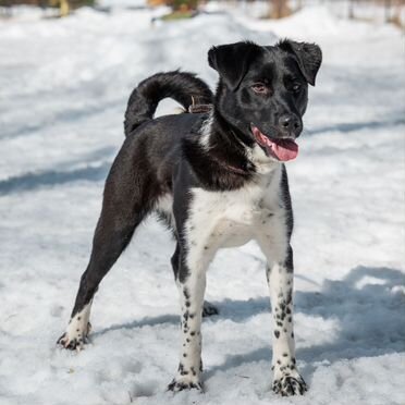 Щенок в добрые руки