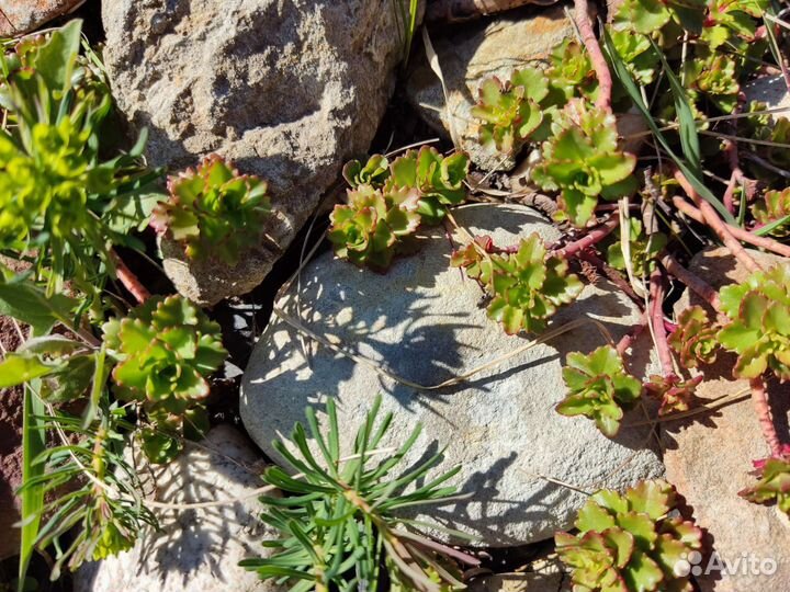 Очиток, почвопокровник