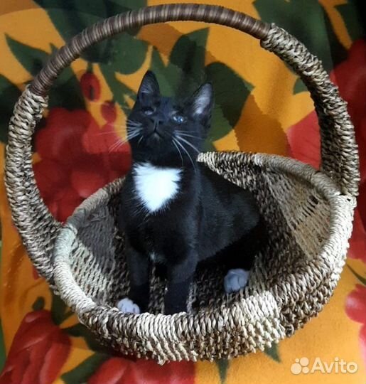 Черная кошка с белыми усами в добрые руки в дар