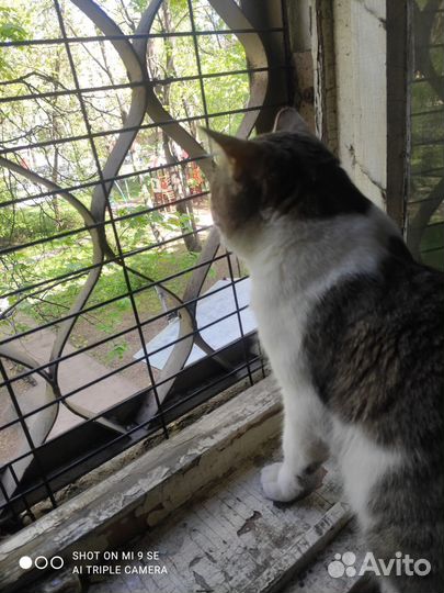Котик ищет дом