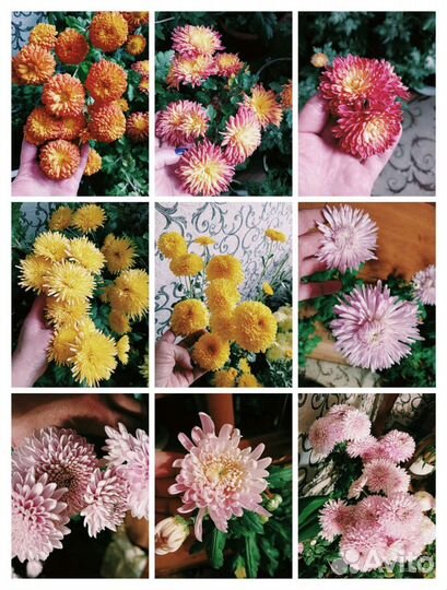 Черенки хризантемы