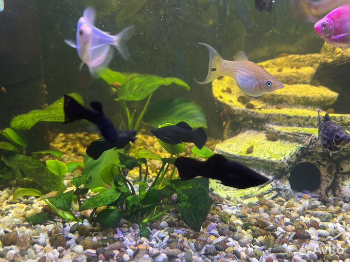 Аквариумные рыбки пицилии, моллинезии и гуппи