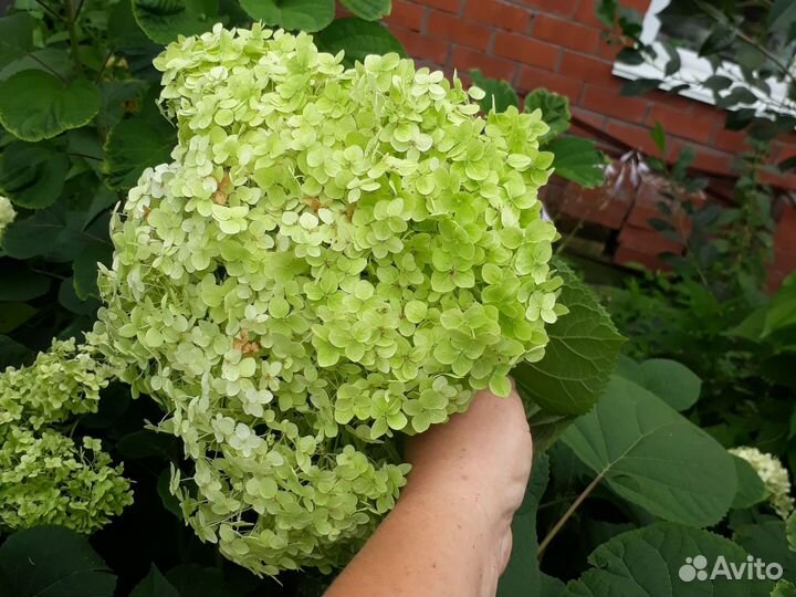 Гортензия цветы на срез