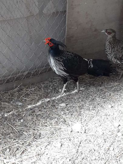 Павлины, фазаны