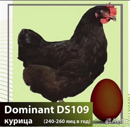 Продам цыплят доминант, андолузская