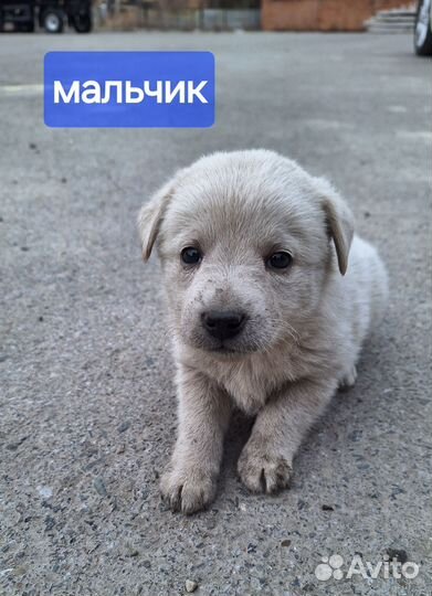 Щенки бесплатно в добрые руки