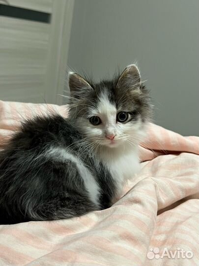 Отдам котенка мальчика