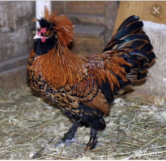 Петушки на племя, цыплята