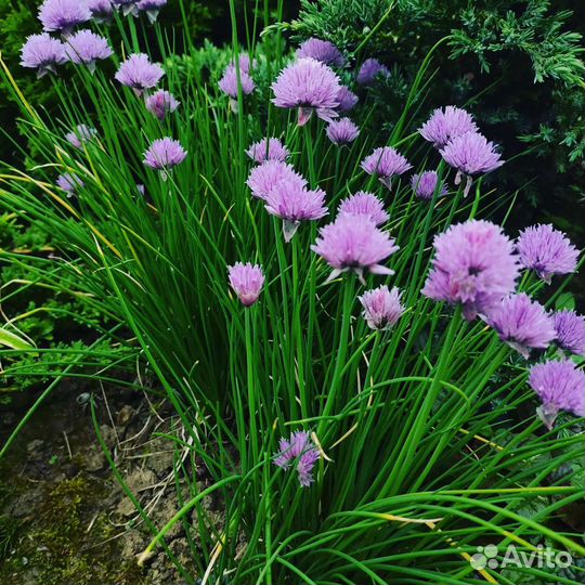 Растения для сада