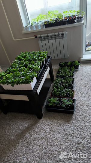 Рассада цветов