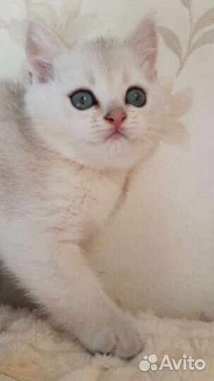 Британские золотые и серебристые шиншиллы