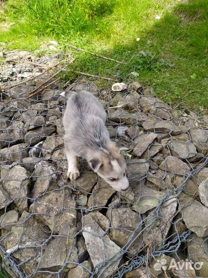 Маленькие дворняжки