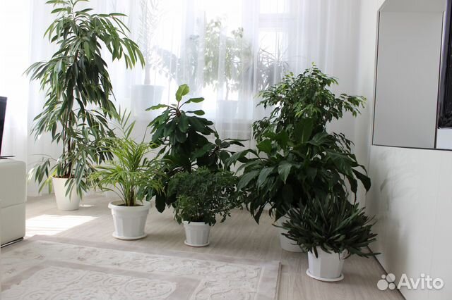 Комнатные растения набережные челны. Авито комнатные растения. Спатифиллум сенсация. Адениум sunset dream. Авито набережные челны комнатный цветок.