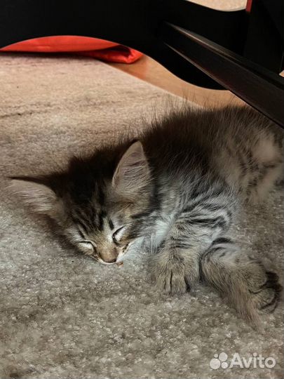 Котенок бесплатно мальчик