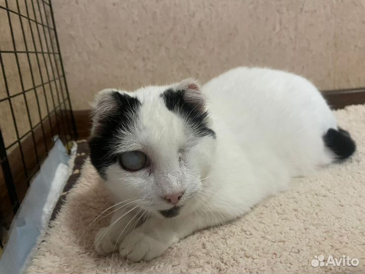 Кошка в добрые руки