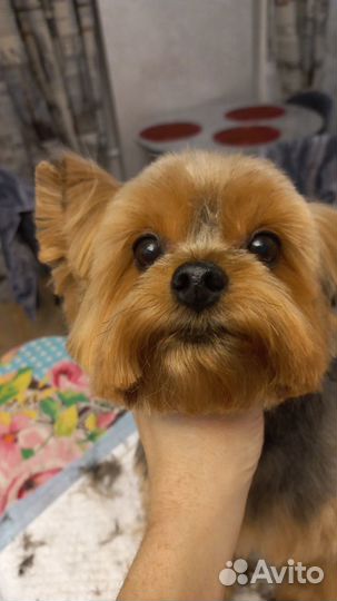 Груминг, стрижка собак, кошек