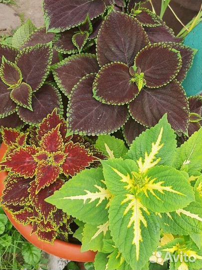 Колеус более35сор.,дев.виногр. и аихризон