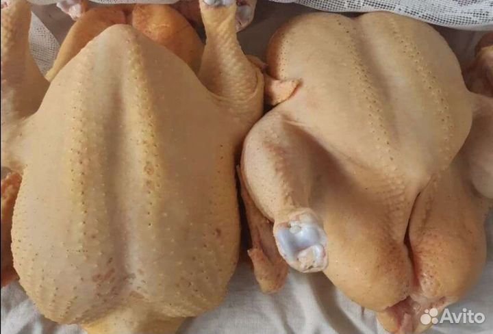 Мясо домашние куры