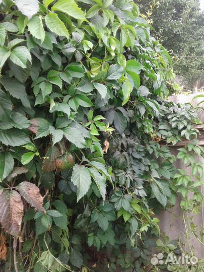 Виноград винный Изабелла,декоративный-Девичий