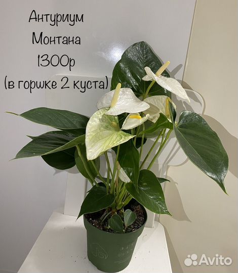 Антуриум Монтана