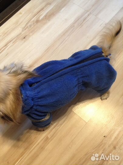 Одежда для собак