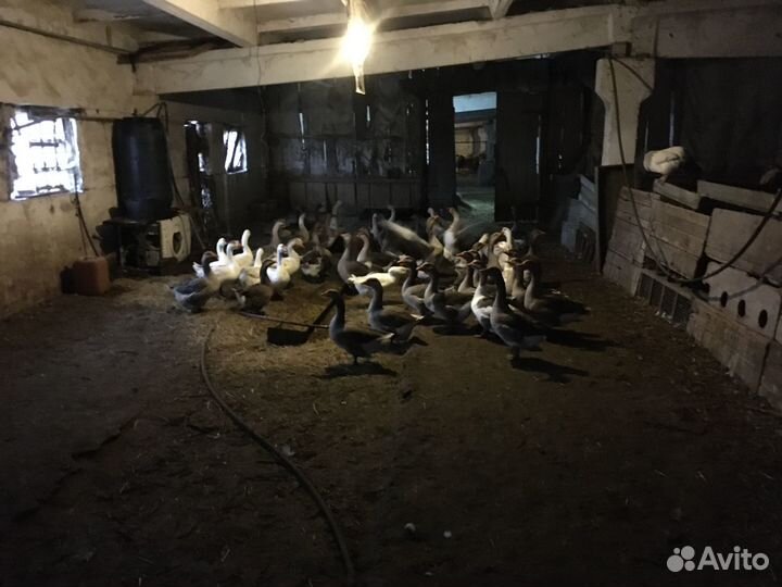 Гуси и овечки прямо с фермы