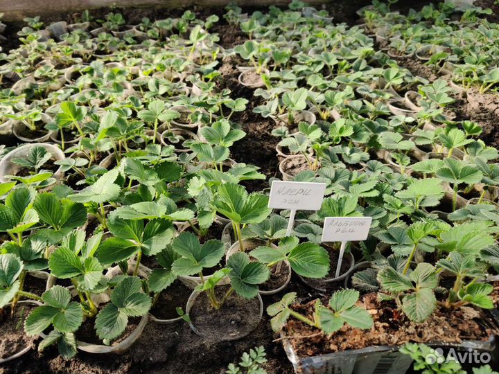 Рассада клубники