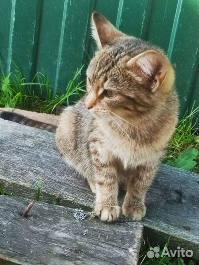 Котята в добрые руки даром