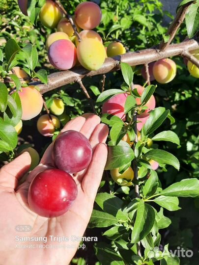 Саженцы абрикосов и сливы