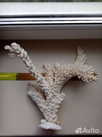 Кораллы и ракушки