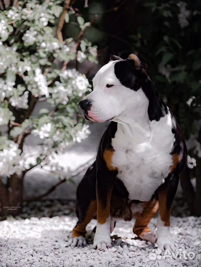 Американский питбультерьер