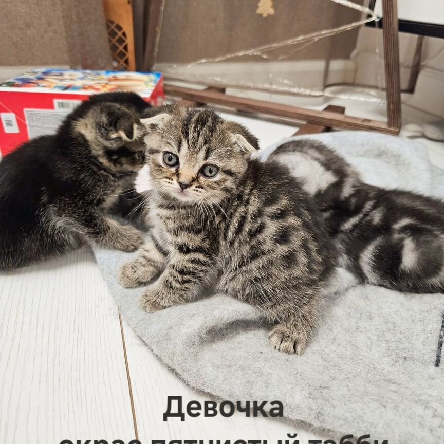 Шотландские вислоухие и прямоухие котята