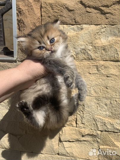 Британские котята